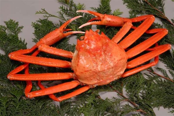 【岡山・倉敷発】 境港紅ズワイガニ1杯付!小泉八雲ゆかりの地をめぐる 日帰り1